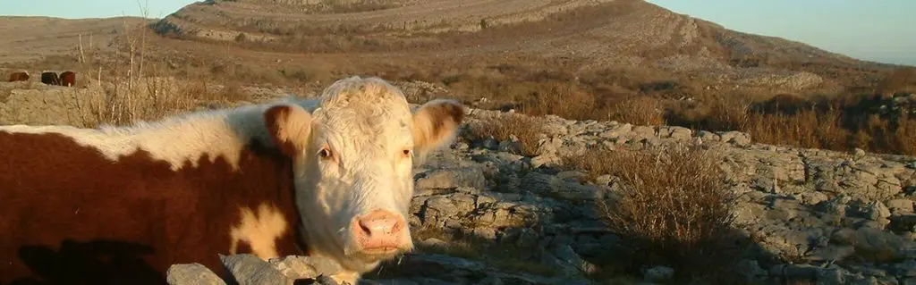 A cow in the Burren