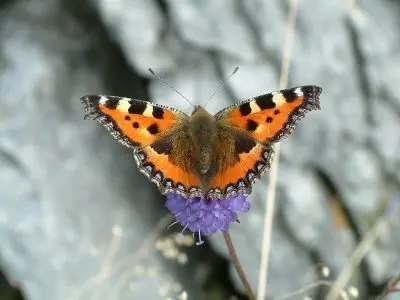 S39.Tortoiseshell