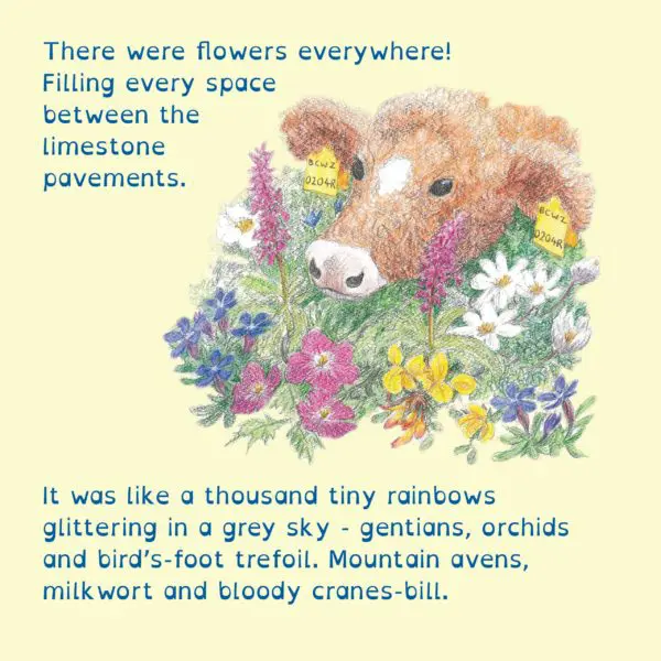 Children's book: The Calf and the Cuckoo - Image 3