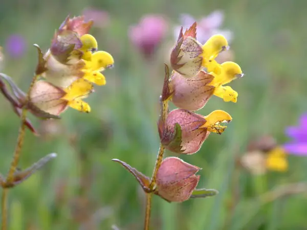 Yellow rattle (Rhinanthus minor/Gliográn) seed - Image 2