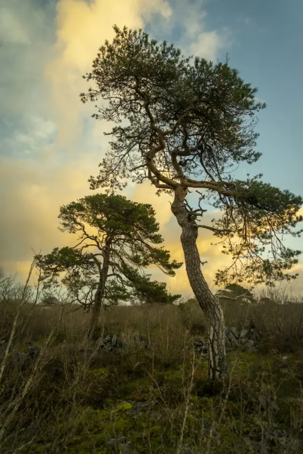 Burren winterage cattle herding