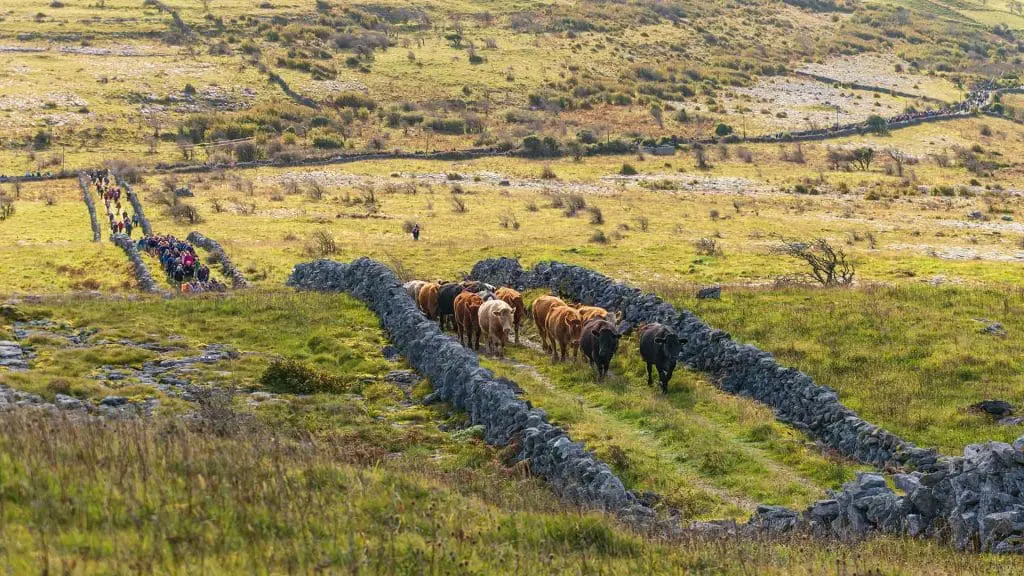 Burren Winterage cattle drive