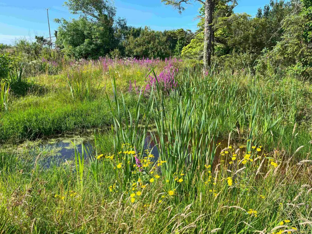 A wildlife pond in mid-summer