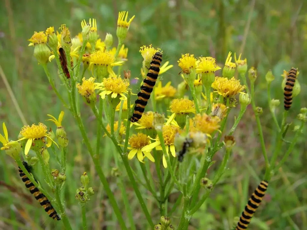 Caterpillars on ragwort
