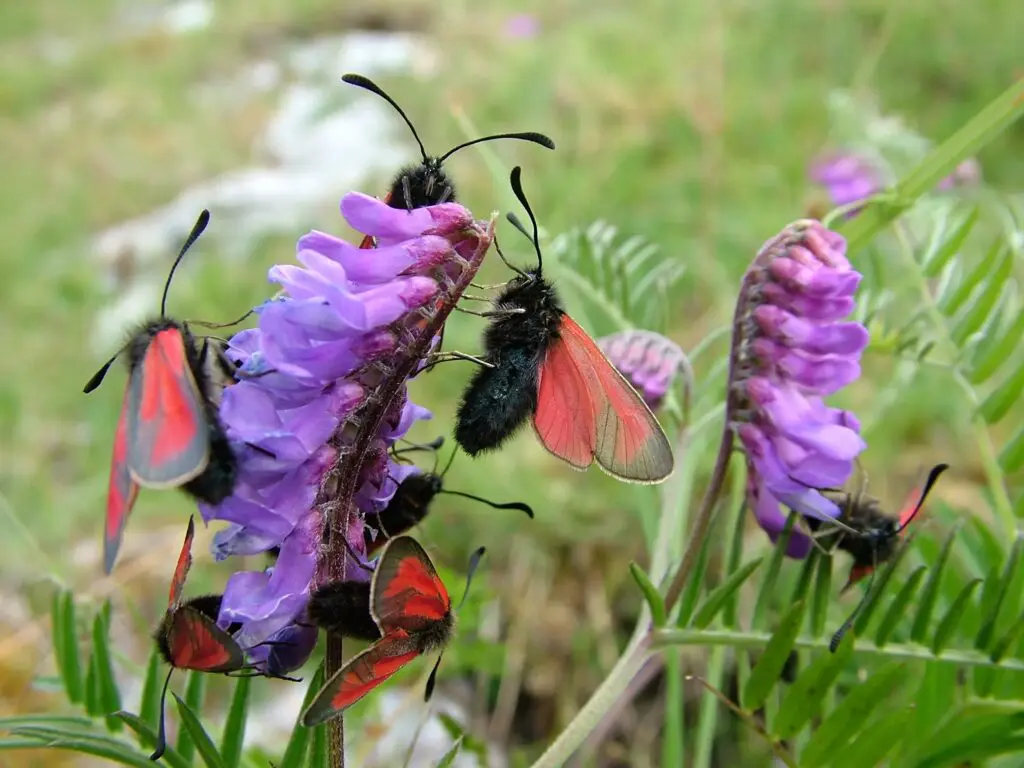 Burnet moths