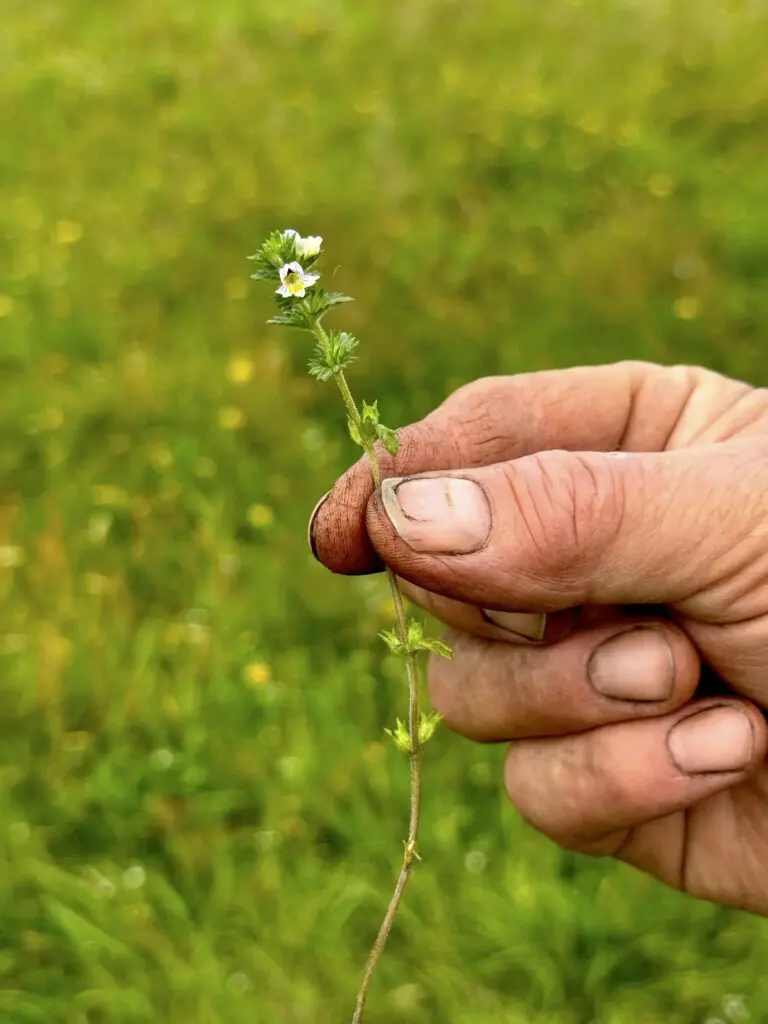 Farmer's hand holding a flower