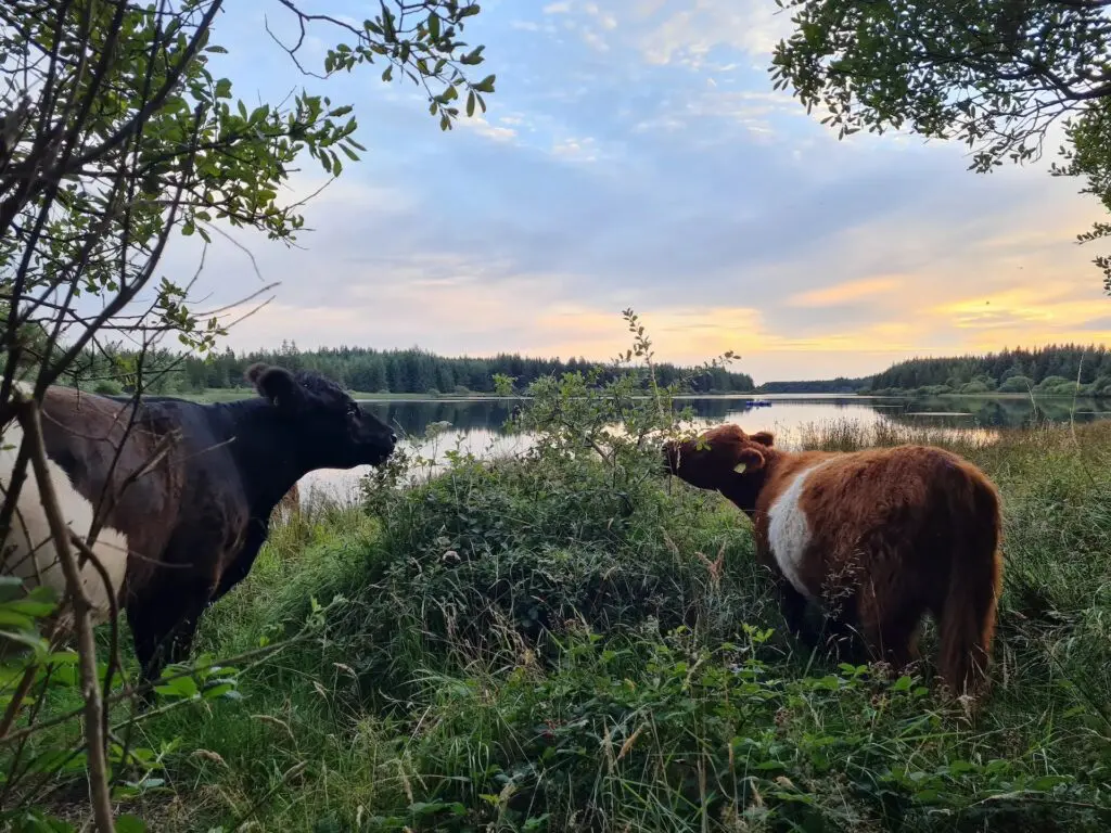 Cows grazing by a pond
