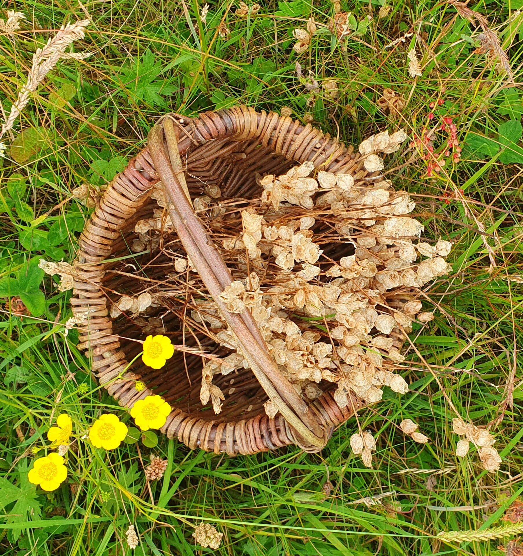 Yellow rattle (Rhinanthus minor/Gliográn) seed