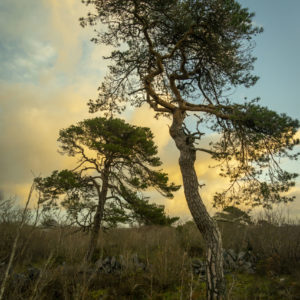 Burren Pine Sponsorship