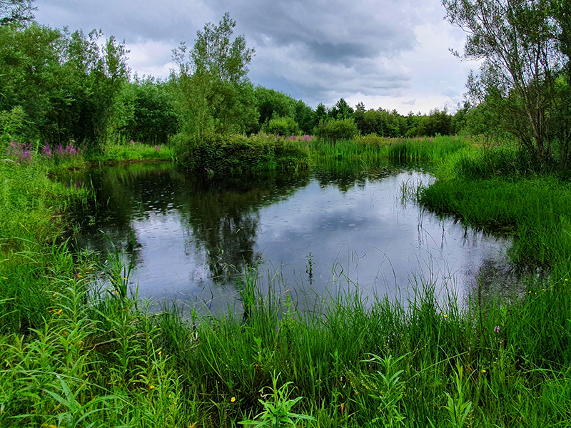 A new pond created for The Hares' Corner project in County Clare